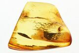 Fossil Tumbling Flower Beetle (Mordellidae) in Baltic Amber #381276-1